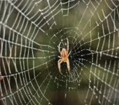 The Web of Life